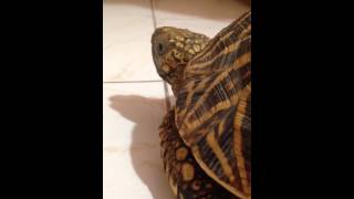 Indian star tortoise wheezing sound [upl. by Esinart]