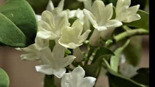 Stephanotis The Language of Flowers A Visual Symphony [upl. by Cesya]