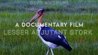 The lesser adjutant Leptoptilos javanicus  Short documentary [upl. by Ariik]