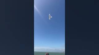 Crazy seagull following the DoverDunkirk ferry [upl. by Dasha]