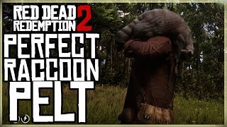 HOW TO GET A PERFECT RACCOON PELT  RED DEAD REDEMPTION 2 PRISTINE RACOON HUNT [upl. by Dde300]