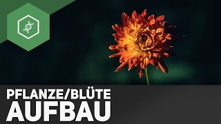 Pflanze und Blüte Aufbau  einfach erklärt [upl. by Nellak]