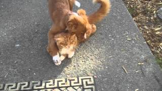 Tabby versus Nova Scotia Duck Tolling Retriever Whiskers and Moxie [upl. by Yllod368]