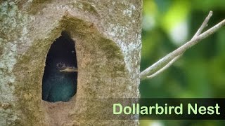 Dollarbird Nest [upl. by Naerad]