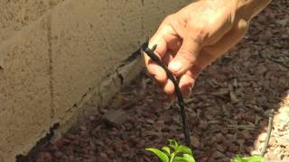 How To Fix A Drip Irrigation System [upl. by Valentino994]