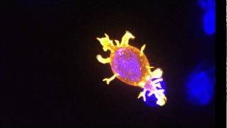 Killer T cell attacking cancer [upl. by Etta]