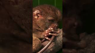 SKIBIDI TARSIER EATING SOMETHING [upl. by Tavi799]