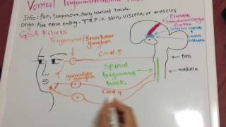 Trigeminal Lemniscus Caudal  Ventral Trigeminothalamic tract [upl. by Danczyk517]