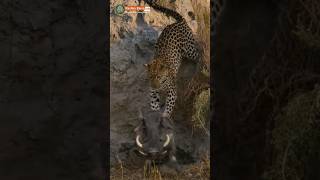 Warthog Vs Leopard  शॉर्ट्स shorts youtubeshorts यूट्यूब वीडियो [upl. by Genesa]