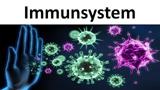 Immunsystem Einführung  Zusammenfassung  Biologie Oberstufe [upl. by Laniger]