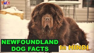 NEWFOUNDLAND Dog Facts In Hindi  Popular Dog Breeds  The Ultimate Channel [upl. by Doll]