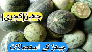 kachri powderkachri fruitkachri plantskachri powder benefitschibbarkachri fruitچبھڑkachri [upl. by Onitsuaf]