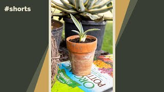 It’s super easy to get agave pups when you have an agave plant Let me show you how shorts [upl. by Adnawaj]