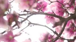 Vivaldi  Four Seasons  Spring [upl. by Allin]