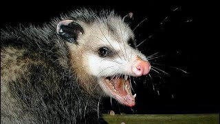 POSSUM SCREAMING 10 HOURS [upl. by Sayer]