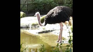 Ostriches at Bird Park Avifauna [upl. by Landel]