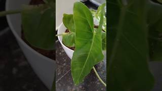 Philodendron plant 🪴 plant repotting garden gardening indoorplantcare indoorplants trending [upl. by Leoy593]