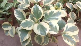 Variegated Peperomia and its care Mita Bishnoi Garden tips [upl. by Baiel]