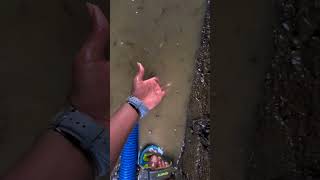 𝗙𝗶𝘀𝗵 𝗸𝗲 𝘀𝗮𝘁𝗵 𝗮𝗶𝘀𝗲 𝗸𝗮𝗯𝗵𝗶 𝗺𝗮𝘁 𝗸𝗮𝗿𝗻𝗮😮 fishl fishpond fishingvideo fishvideo shortsfeed [upl. by Aeynod798]