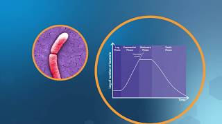 Bacterial Growth in the Lab [upl. by Llerrom]