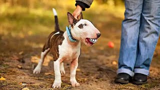 Bull Terrier vs Mini Bull Terrier Main Differences [upl. by Akram]