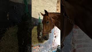 His first ever tail plait 🥹 exracehorse equestrian eventer showtime retraining horse [upl. by Odlaw]