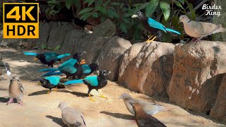 Cat TV for Cats to Watch 😺 Beautiful Wild Birds and Squirrels 🐿 8 Hours4K HDR [upl. by Byron887]