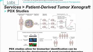 PatientDerived Tumor Xenograft PDX [upl. by Hammond648]