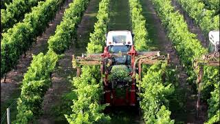 DAtv Laubschneiden im Weinberg [upl. by Naux]