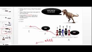 General Ribosome Physiology and Mechanism Part 1 [upl. by Assir584]