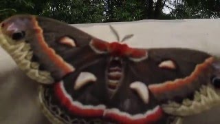 Cecropia Moth [upl. by Leahcimnaes588]