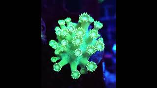 goniopora reefkeeper reefaquarium meerwasseraquaristik korallen [upl. by Thrift]