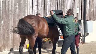 Racehorse saddling up for racing demo by Phil [upl. by Luing535]