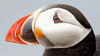 Puffin sound cri macareux صوت البفن [upl. by Suhcnip722]