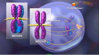 Meiosis  Plants and Animals [upl. by Idnyl]