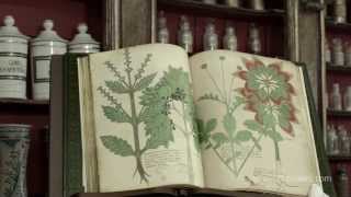 Codex Sloane 4016  Tractatus de Herbis 1440 Italy  VEnglish wwwmoleirocom [upl. by Quinby]