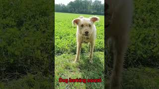 Dog barking at another dog in the fields [upl. by Stuckey]