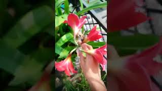 How to grow Daylily from bulbs 🌱💮🌳💮Hemerocallis Daylilies gardening lily plants [upl. by Llenrep]