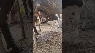 calf feeding mother milk mashallah ytshorts viral [upl. by Adnomar262]