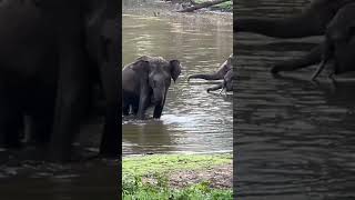 Bandipur National Park Bandipur Karnataka Wildlife wildlifephotography Elephant wildelephants [upl. by Demahum]