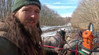 Logging With Horses a trip into the woods and back 57 [upl. by Enala856]