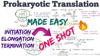 Translation in Prokaryotes Initiation Elongation Termination  Made Easy🤩molecularbiology [upl. by Eleni]