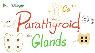 Parathyroid Glands  Parathyroid hormone PTH or Parathormone  Calcium  Endocrine System [upl. by Marcela778]