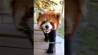 Red Panda 🐼 Dangerously Cute and Fierce [upl. by Girand]