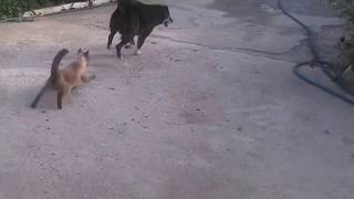 BIRMAN CAT ATTACKS DOG Incredible scenes [upl. by Belden]