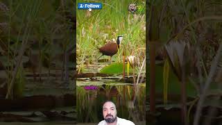 Meet the African Jacana The Bird That Walks on Water 🌊🐦 [upl. by Lativa]