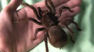 Holding my Burgundy Goliath Birdeater Theraphosa stirmi [upl. by Akehsat]