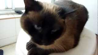 Siamese cat meowing before I take a shower [upl. by Elenahc812]