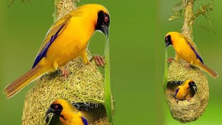 How do baya weaver birds build their nest amp how many days do they complete nest  Vital Wildlife 4k [upl. by Odnolor]