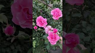 Minha roseirarosa chá likesforlike recanto flores rosas sitio reels shortfeed short [upl. by Ney]